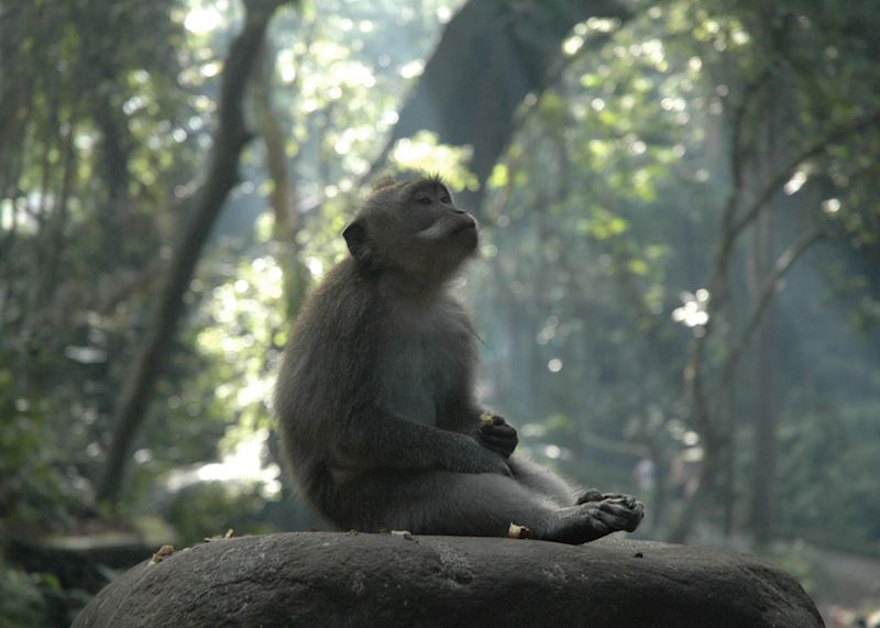 Monkey Forest, Ubud, Indonesia