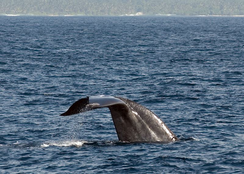 Young blue whale breaching not far from Sri Lanka's southern beaches
