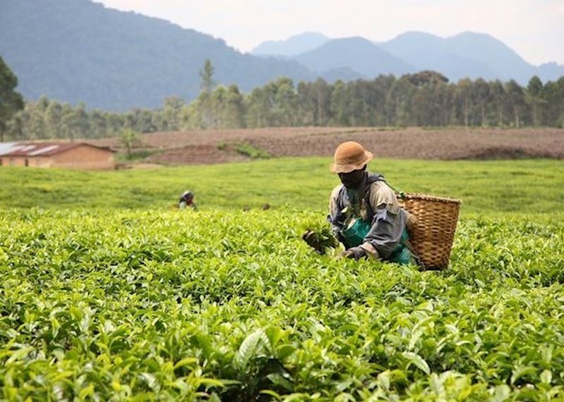 Tea plantations near Gisenyi, Rwanda