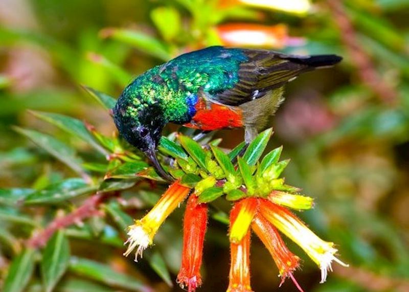 Rwenzori double-collared sunbird, Nyungwe Forest