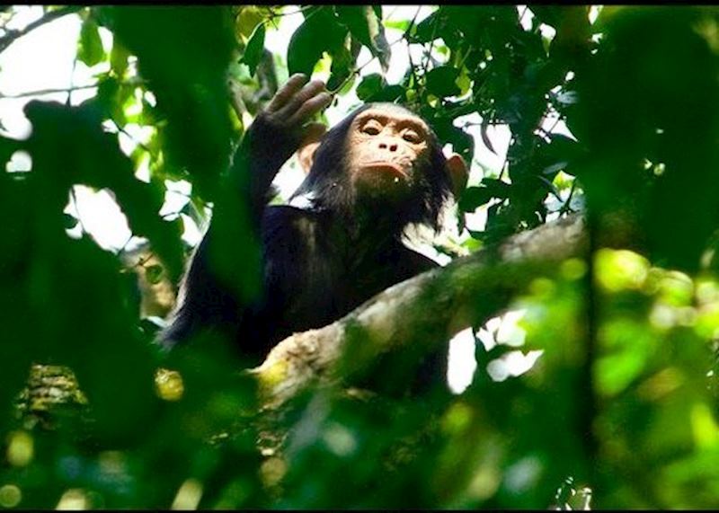 Chimpanzee, Nyungwe Forest National Park