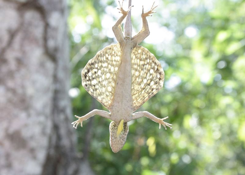 Flying Lizard, Labuan Bajo, Indonesia