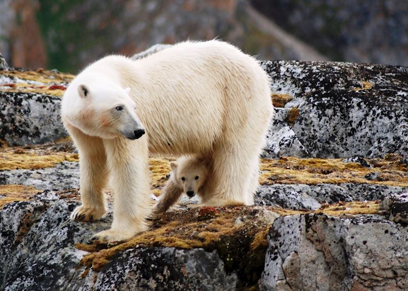 Polar Bear and cub, Spitsbergen