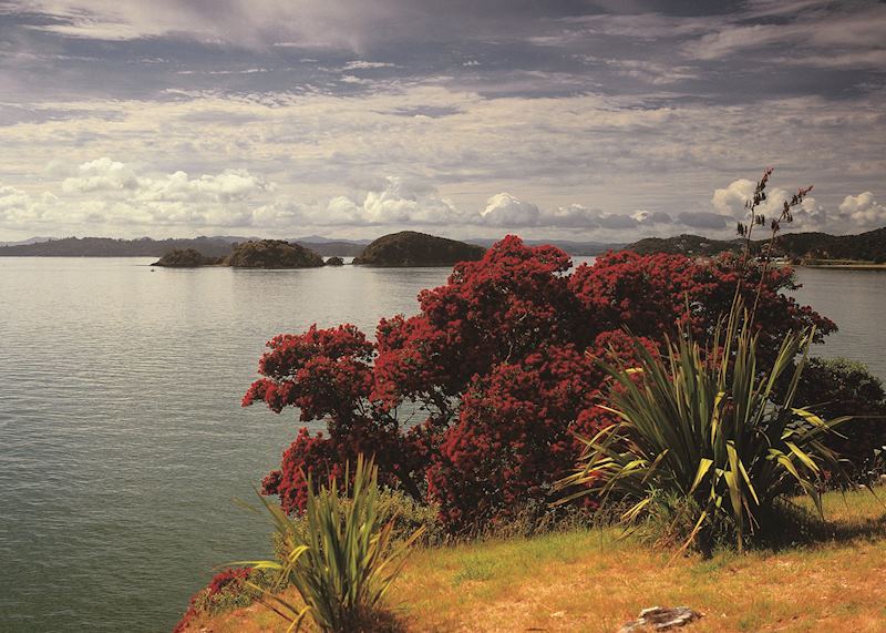Pohutukawa trees, Coromandel Peninsula