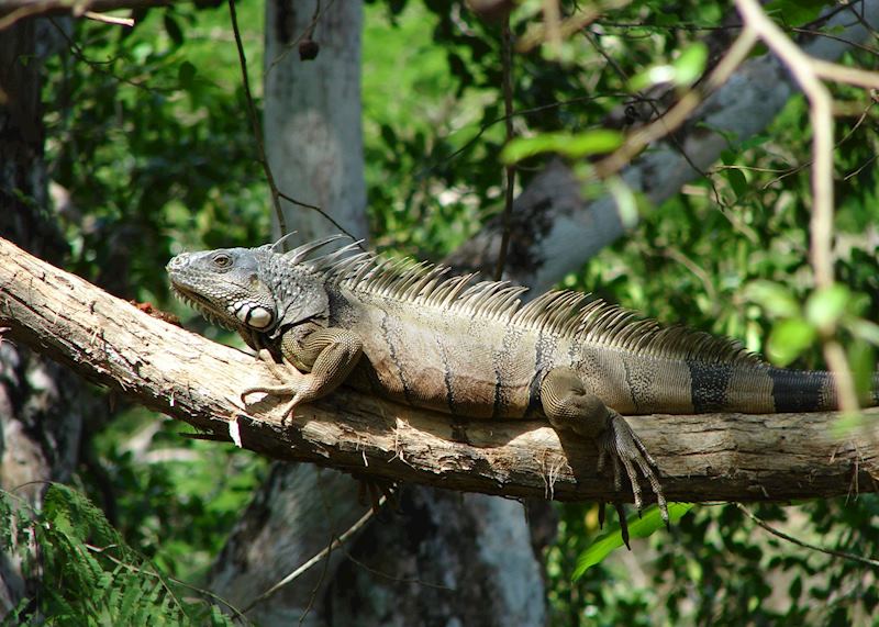 Iguana, Cayo District, Belize