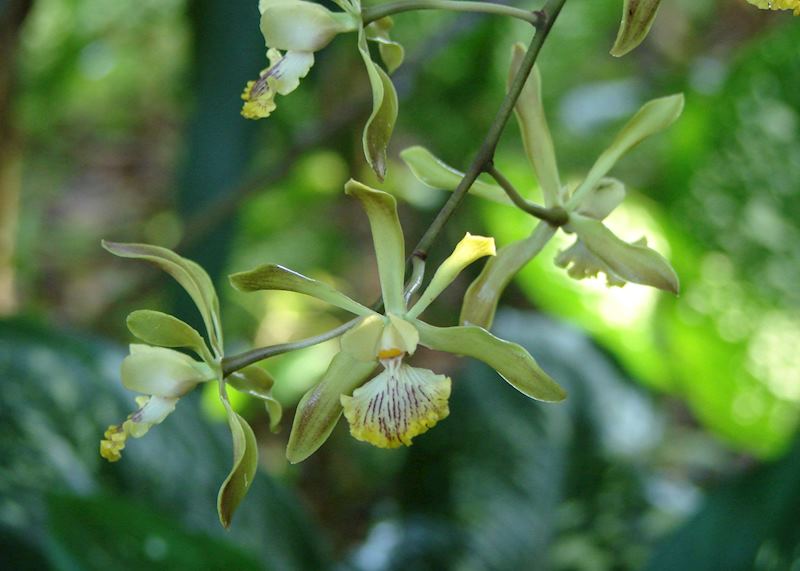 Orchid, Big Falls, Belize