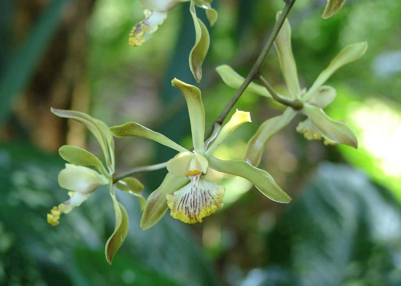 Orchid, Big Falls, Belize