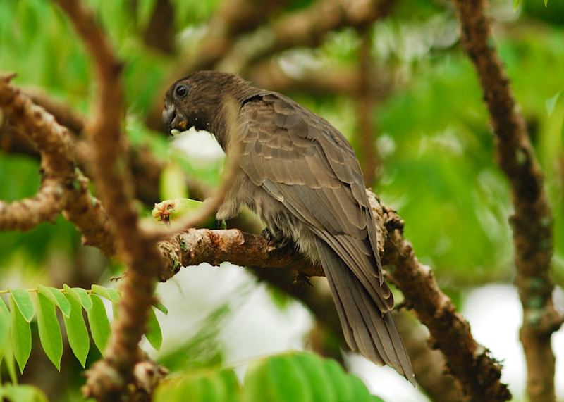 Black parrot, Praslin