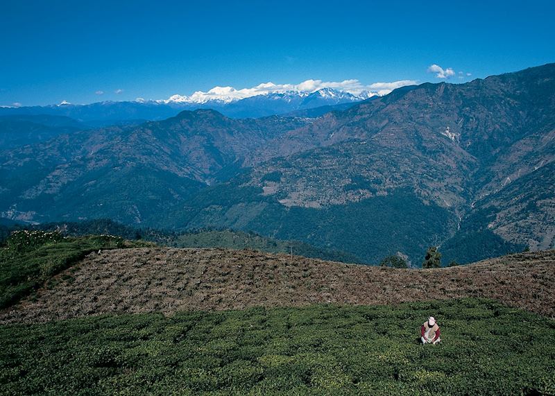 Himalayas, Darjeeling, India