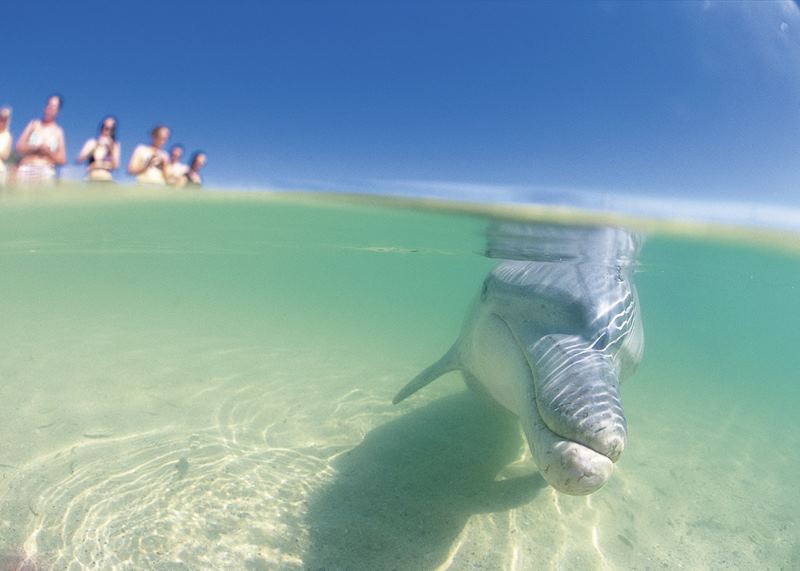 Monkey Mia Dolphins