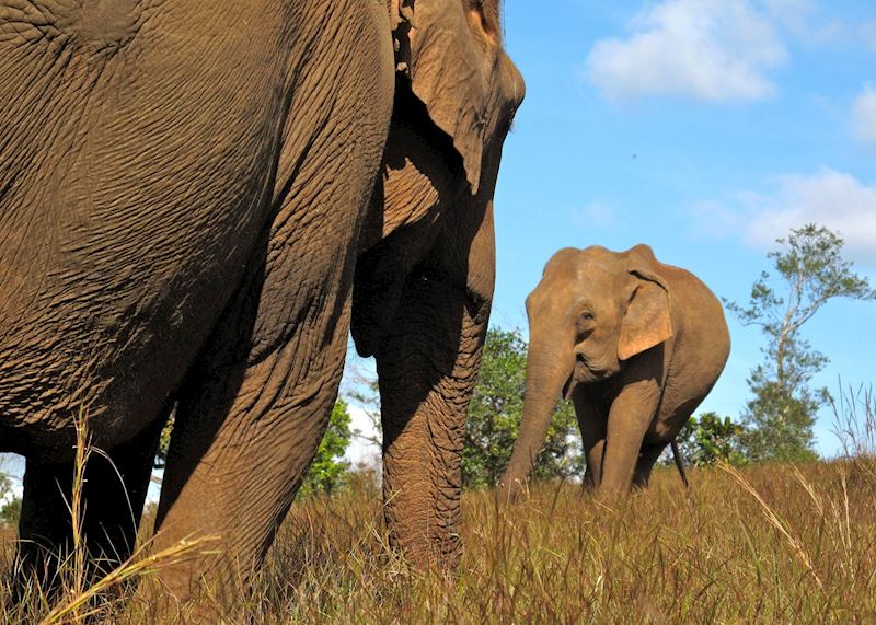 Elephants at the ELIE project, Mondulkiri