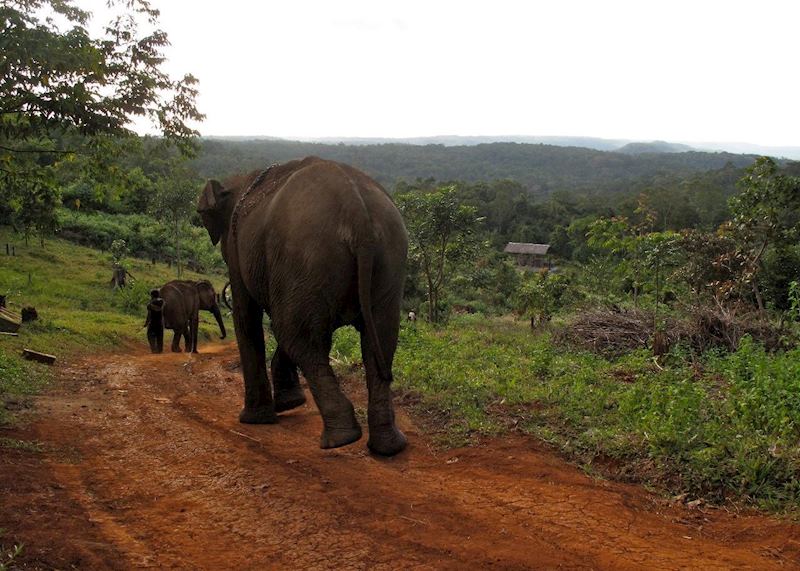 Elephants at the ELIE project, Mondulkiri