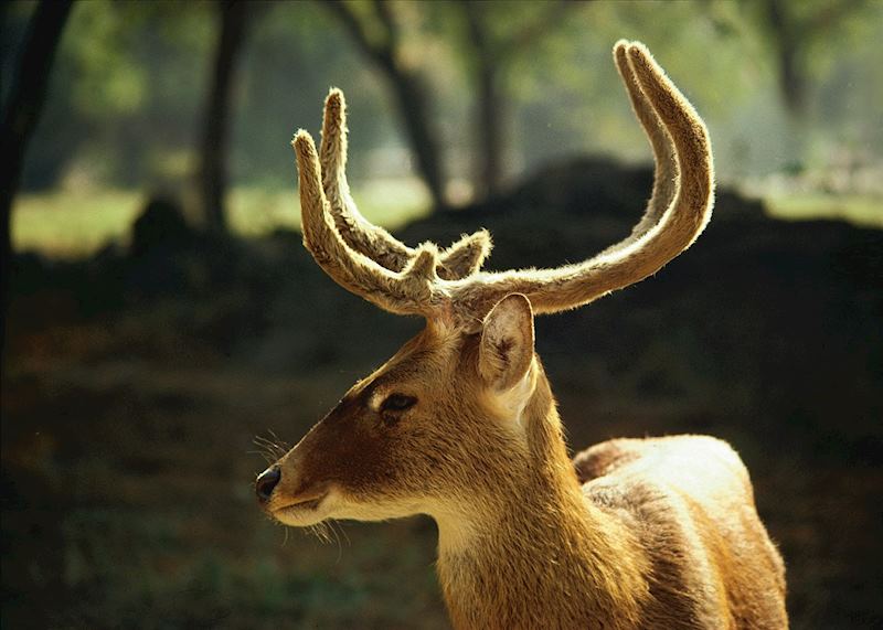Deer at Ranthambhore National Park