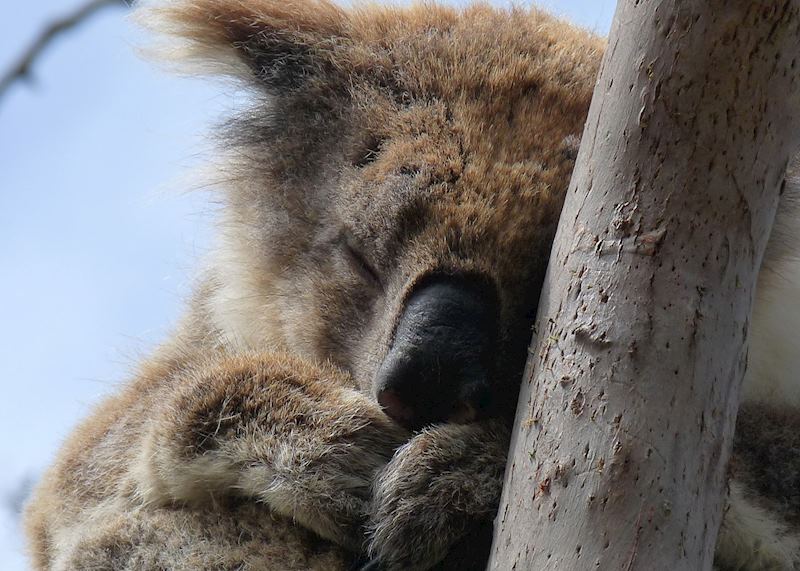 Sleeping koala, Cape Otway National park, Australia