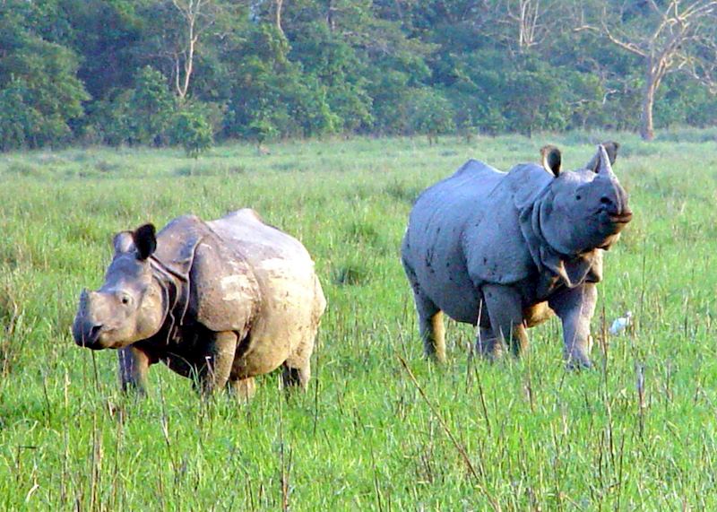 One Horned Rhino, Kaziranga