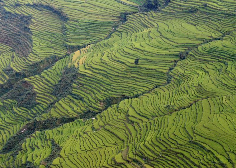 Terraced fields, Annapurna foothills