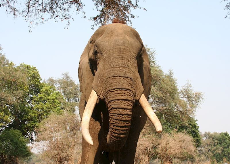 Elephant in Mana Pools