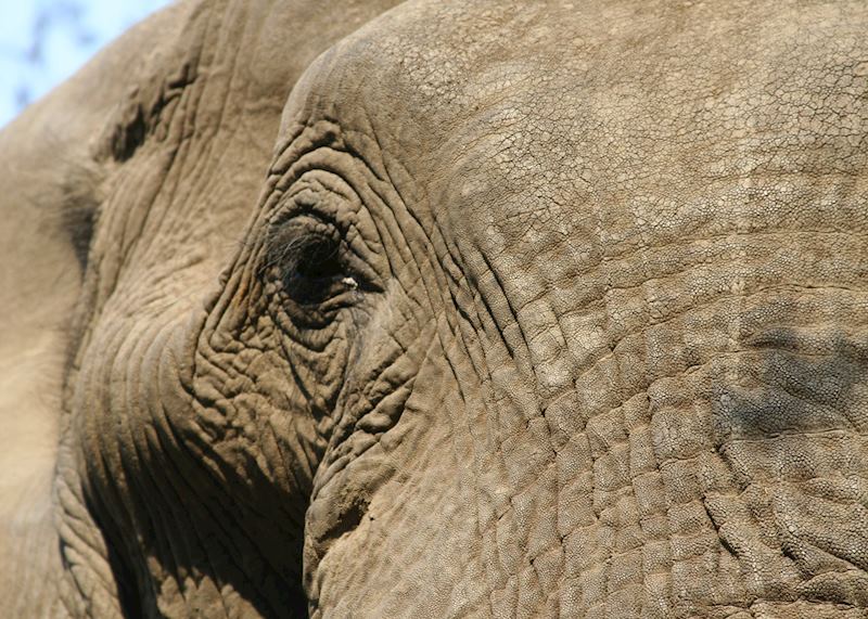 Elephant in Mana Pools