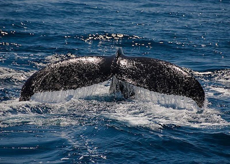 Whale Watching off the Baja Peninsula
