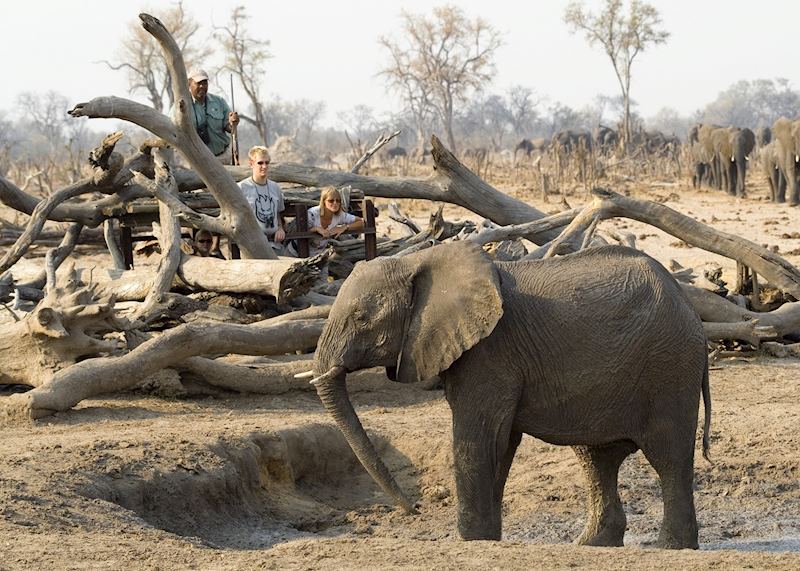 Viewing elephant from the log pile hide, Hwange