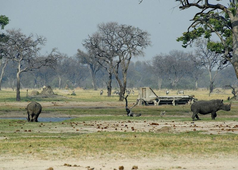 Makalolo's Hide, Hwange National Park