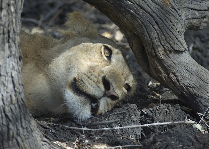 Selous Game Reserve, Tanzania
