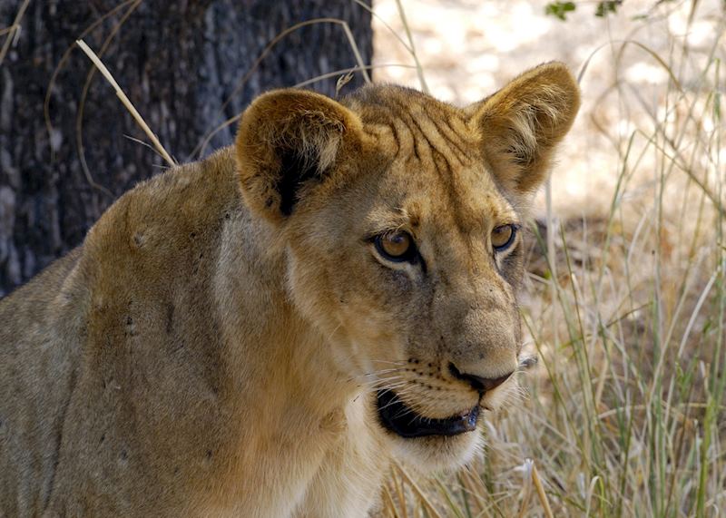 Selous Game Reserve, Tanzania