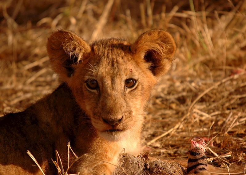 Selous Game Reserve, Tanzania