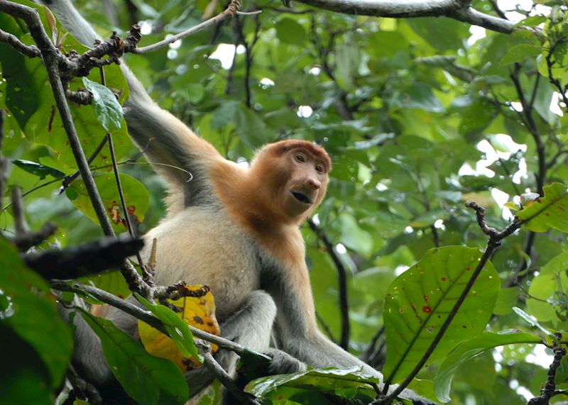 Proboscis monkey, Bako National Park, Malaysian Borneo