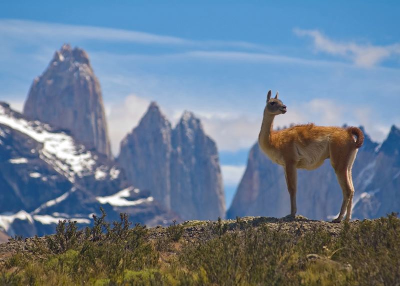 Guanaco, Torres del Paine National Park, Chile