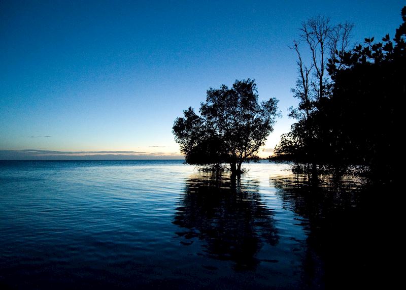 Mangroves in Bali Barat, Indonesia