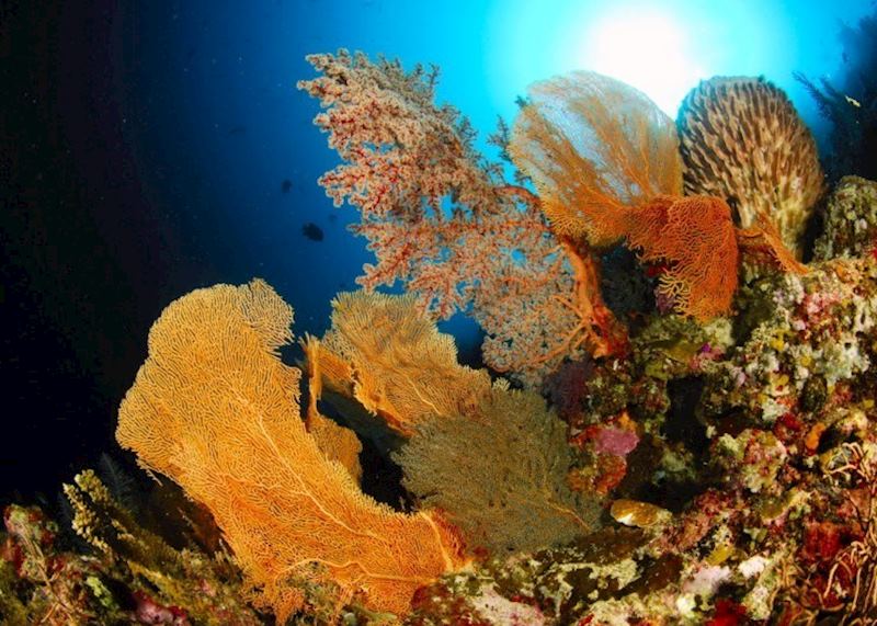 Underwater scene around Komodo, Indonesia