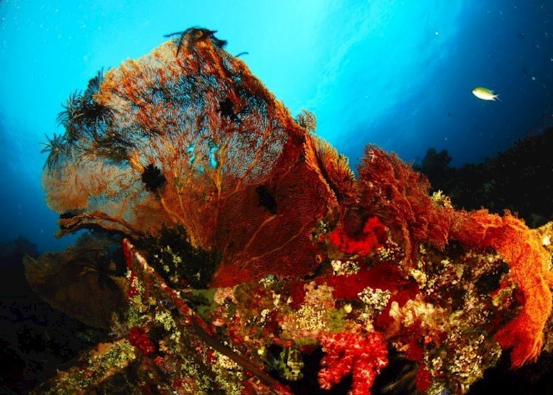Underwater scene around Komodo, Indonesia