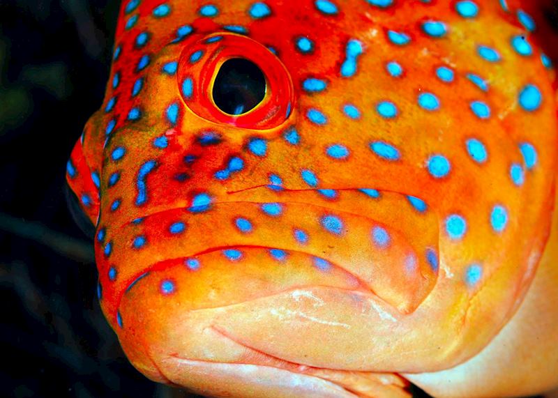 Underwater scene around Komodo, Indonesia