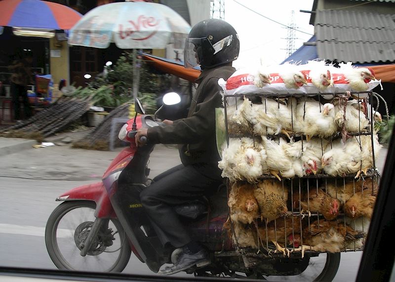 Chickens on a bike, Vietnam