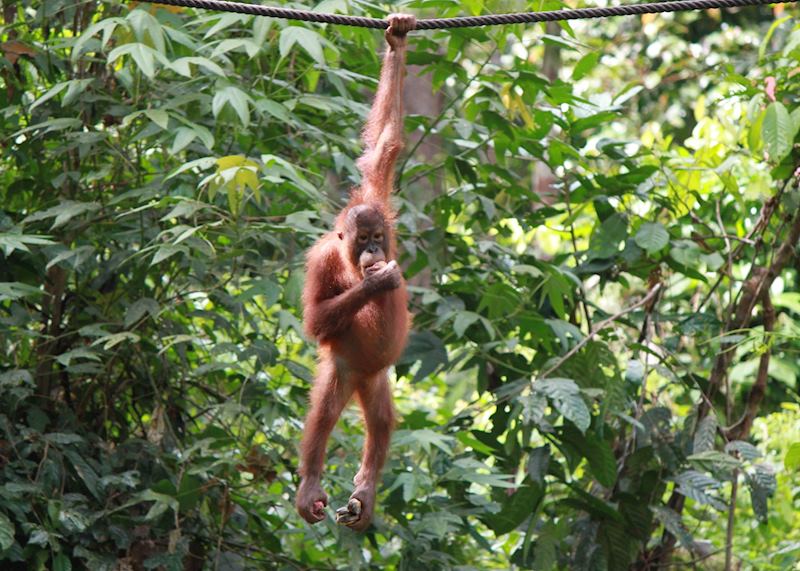 Baby orangutan at Sepilok, Sandakan, Malaysian Borneo