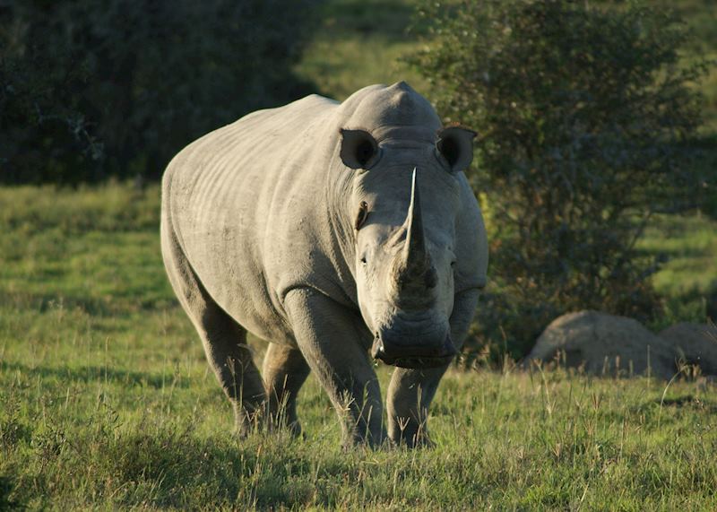 Rhino at Bucklands private game reserve, Eastern Cape
