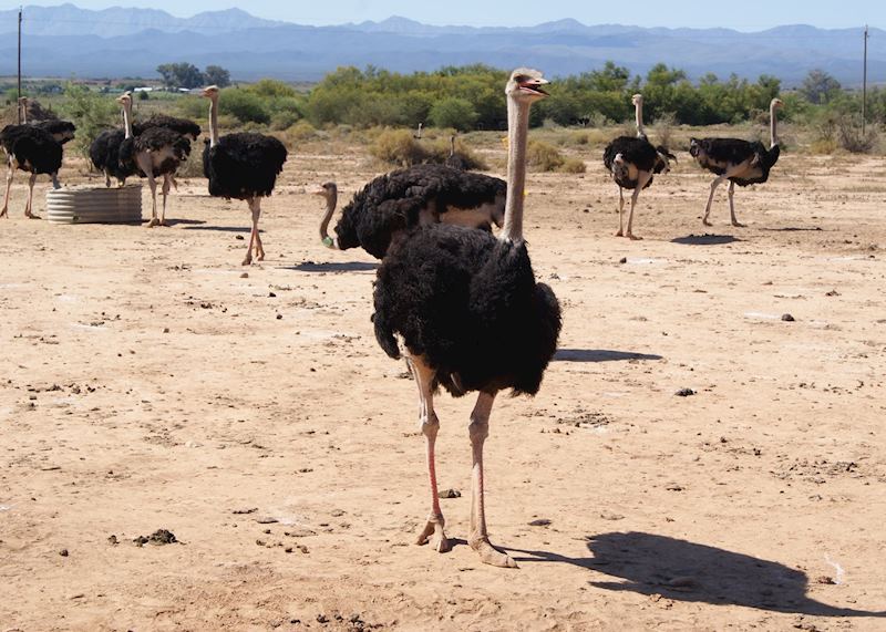 Ostrich farm, Oudtshoorn, South Africa