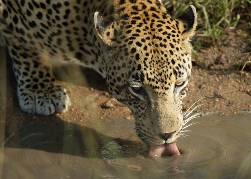 Leopard, The Sabi Sabi Wildtuin, South Africa