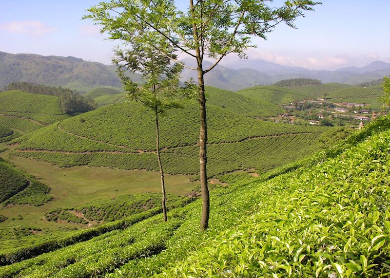 Tea Plantations, Munnar, India