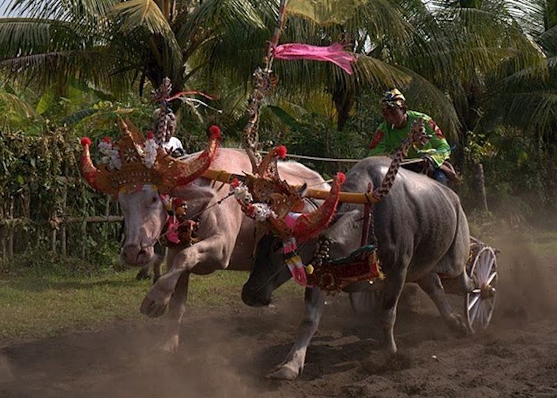 Negara buffalo racing near Medewi, Indonesia