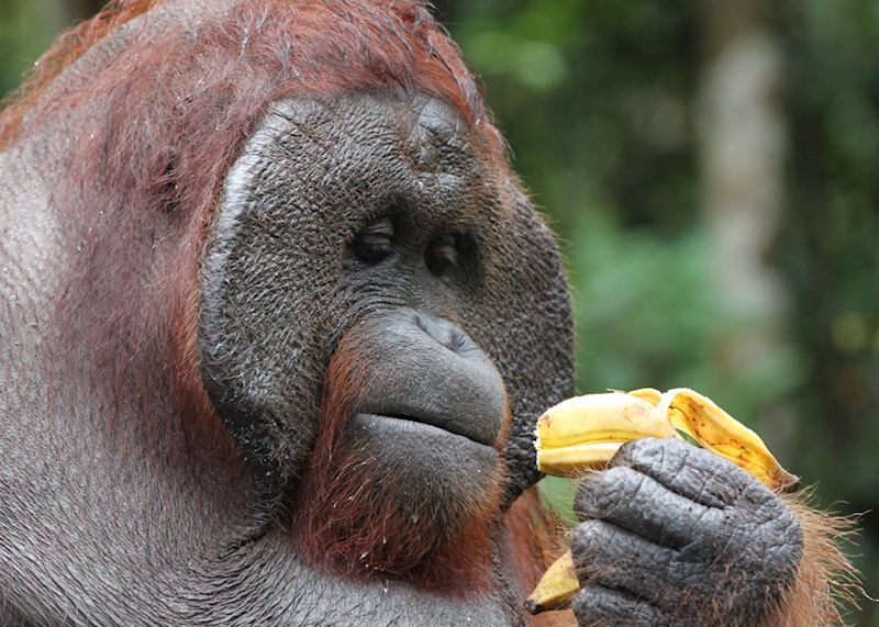 Male orangutan, Tanjung Puting National Park