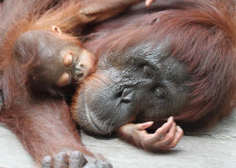 Orangutan and baby, Tanung Puting National park