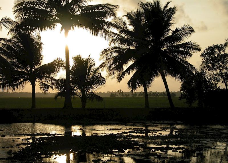 Rice paddies, The Backwaters, Kerala