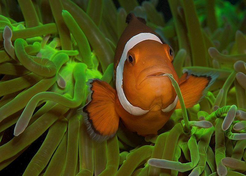 Clown fish off Negros Oriental, Philippines