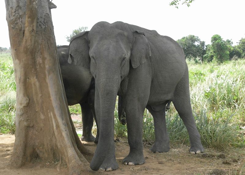 Elephant Udawalawe
