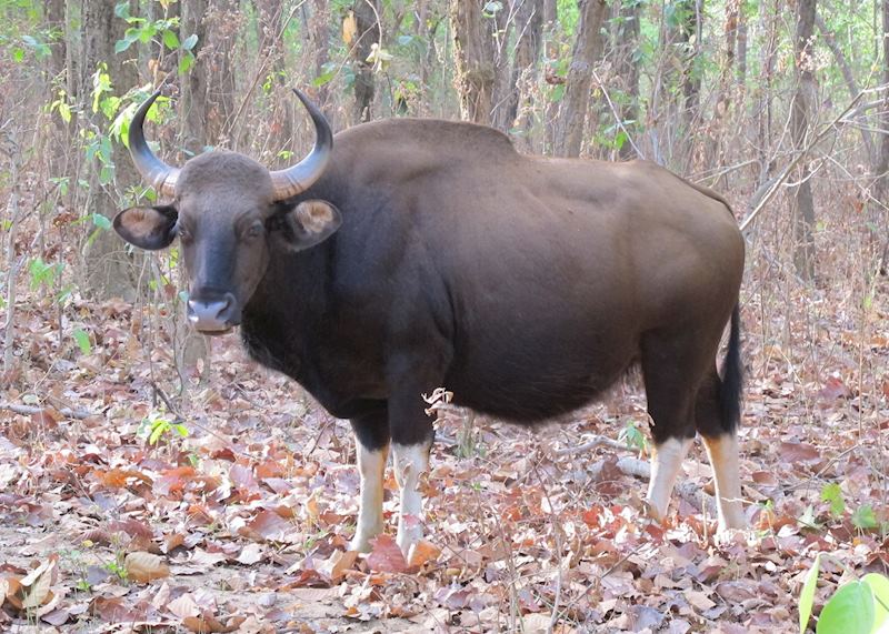 Gaur, Kanha National Park