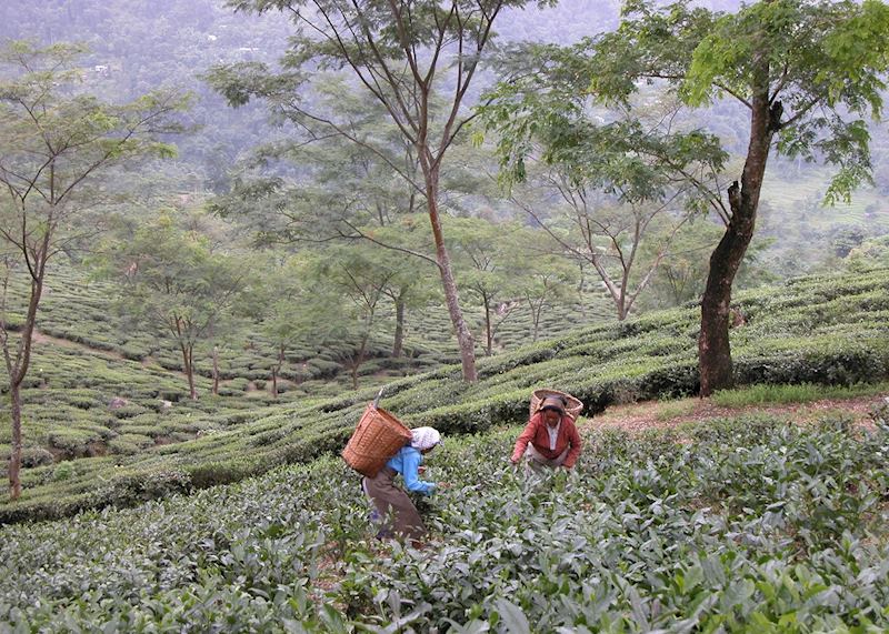 Tea pickers at Glenburn Tea Estate