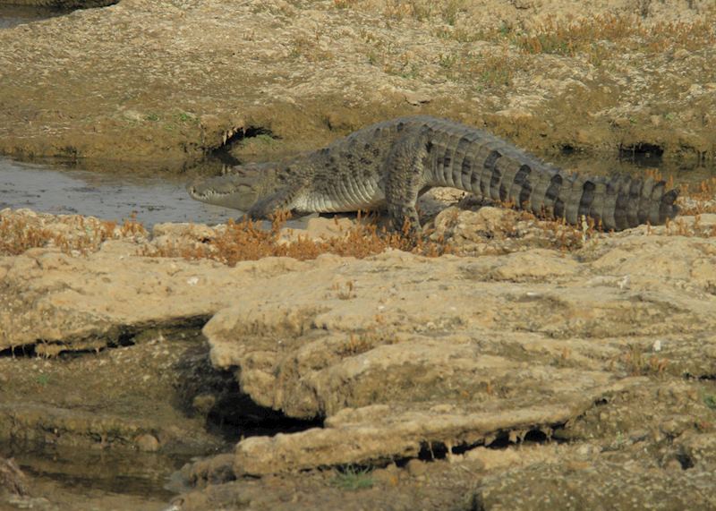 Boat Safari along the Chambal River