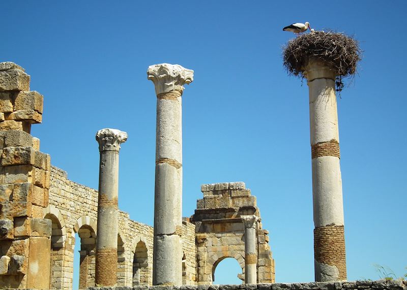 White Storks at Volubilis, Morocco